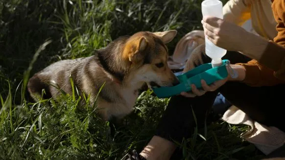  Les recours en cas de dommages corporels causés par un animal - Crédit photo : © Freepik